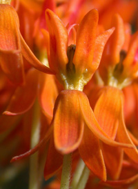 Butterfly Milkweed