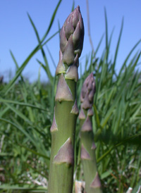Common Asparagus