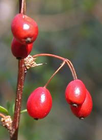 Japanese Barberry