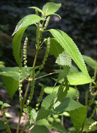 nettle