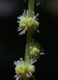 False Nettle