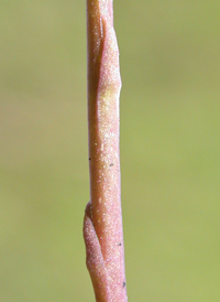 Branched Bartonia