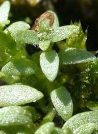 Terrestrial Water-starwort