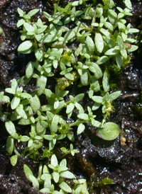 Terrestrial Water-starwort