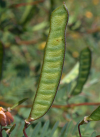 Common Partridge-pea