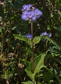 Blue Mistflower