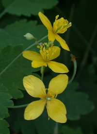 Greater Celandine