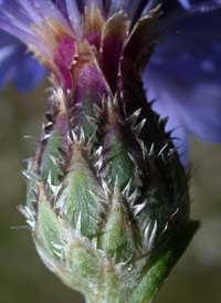 Common Cornflower