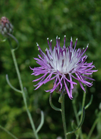 Spotted Knapweed