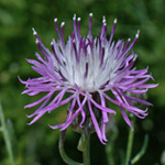 Spotted Knapweed