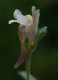 Small Toadflax
