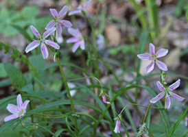 Virginia Spring-beauty