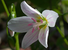 Virginia Spring-beauty