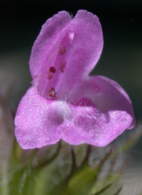 Wild Basil