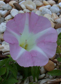 purple hedge bindweed