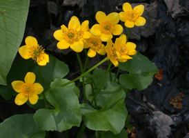 Marsh-marigold