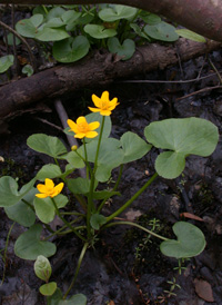 Marsh-marigold