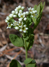 Umbellate Bastard-toadflax