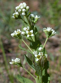 Umbellate Bastard-toadflax