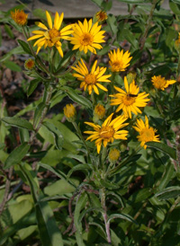 Maryland Golden Aster