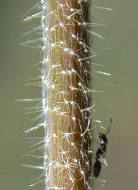 Glandular Croton