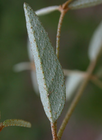 Willdenow's Croton