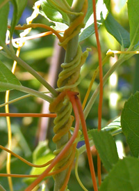 Compact Dodder