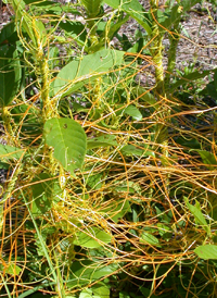 Compact Dodder