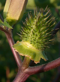 Common Thorn-apple