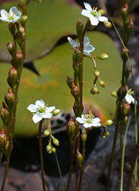 Spoon-leaved Sundew