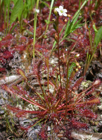 Spoon-leaved Sundew