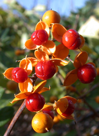 Oriental Bittersweet-vine