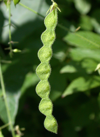 Hoary Tick-trefoil