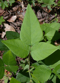 Hoary Tick-trefoil