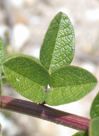 Small-leaved Tick-trefoil