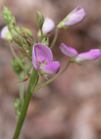 Trailing Tick-trefoil