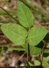 Maryland Tick-trefoil