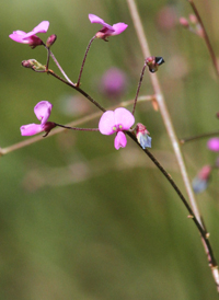 Maryland Tick-trefoil