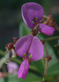 Panicled Tick-trefoil