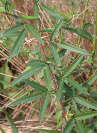 Panicled Tick-trefoil