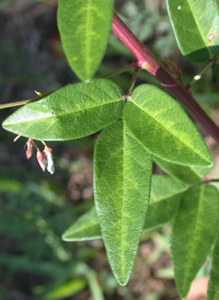 Panicled Tick-trefoil