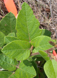 Velvet-leaved Tick-trefoil