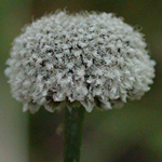 Common Pipewort