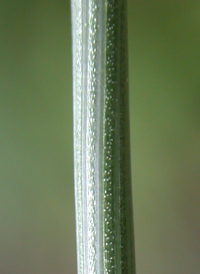 Common Pipewort