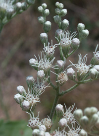 Late-flowering Thoroughwort