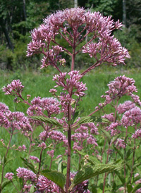 Spotted Joe-pye-weed