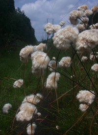 Tawny Cotton-grass
