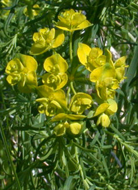 Cypress Spurge