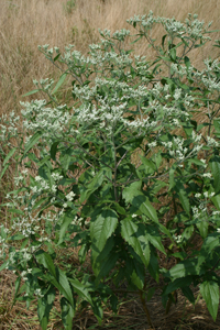 Late-flowering Thoroughwort