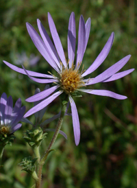 Eastern Showy Aster